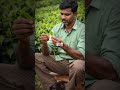 मुन्नार के मजदूर रोज 40 किलो चाय तोड़ते हैं! 😱 इसका राज क्या है? #short #viral #shortvideo #shorts