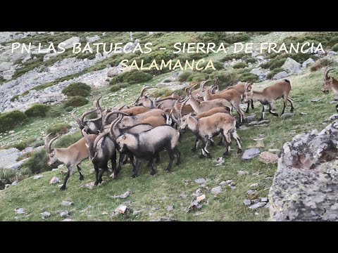 Vídeo: Zona De Barbacoa Amb Dosser (52 Fotos): A La Dacha, Una Barbacoa Feta De Maons Amb Barbacoa O Calderó I Un Dosser De Fusta, Fes-ho Tu Mateix, Dissenya