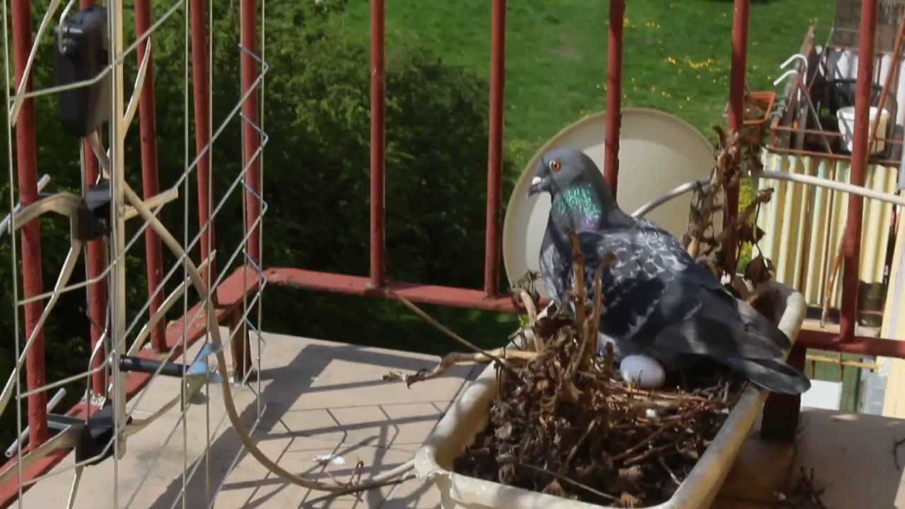 Gniazdo gołębia na balkonie - YouTube