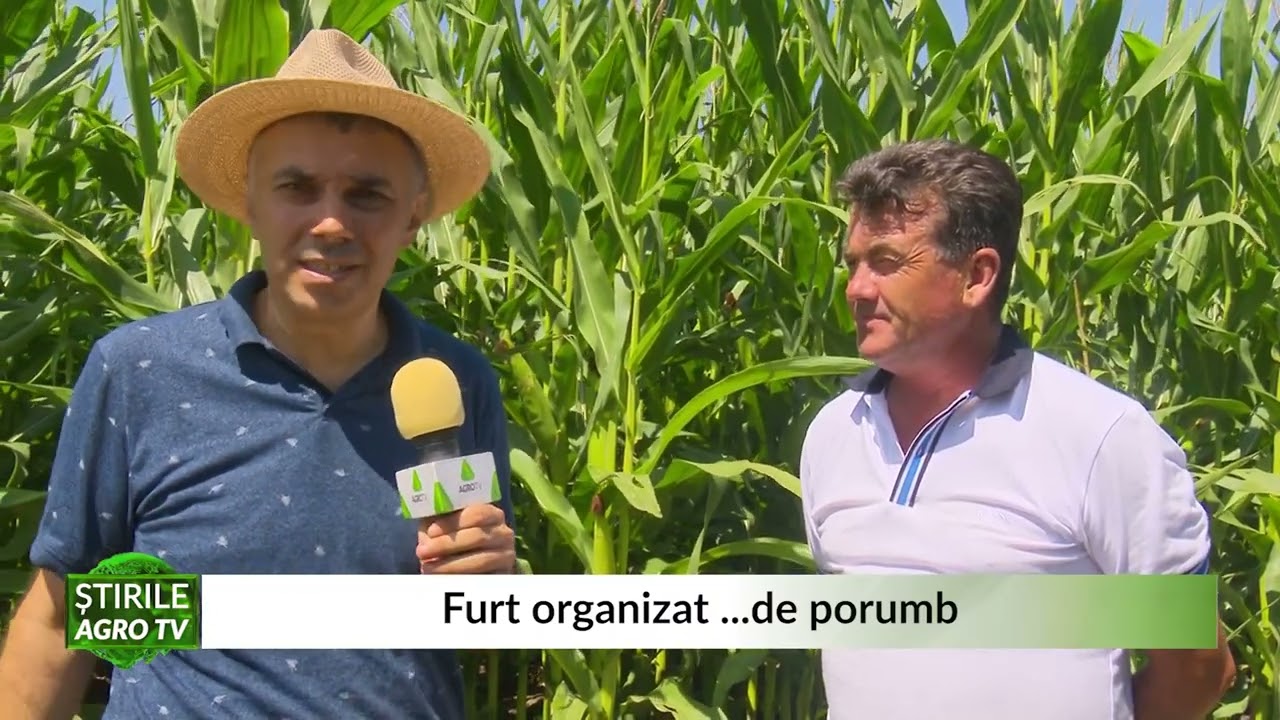 VIDEO Furtul organizat de porumb, o altă problemă pentru fermieri 1 VIDEO Furtul organizat de porumb, o altă problemă pentru fermieri YouTube player