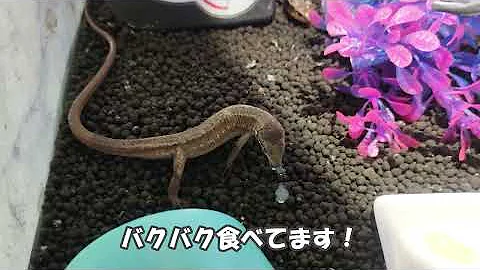 かなへびえさ Mp3