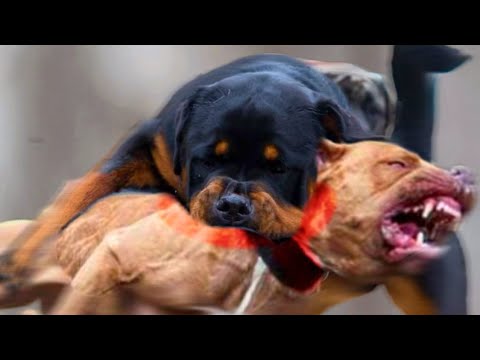 rottweiler fights pitbull