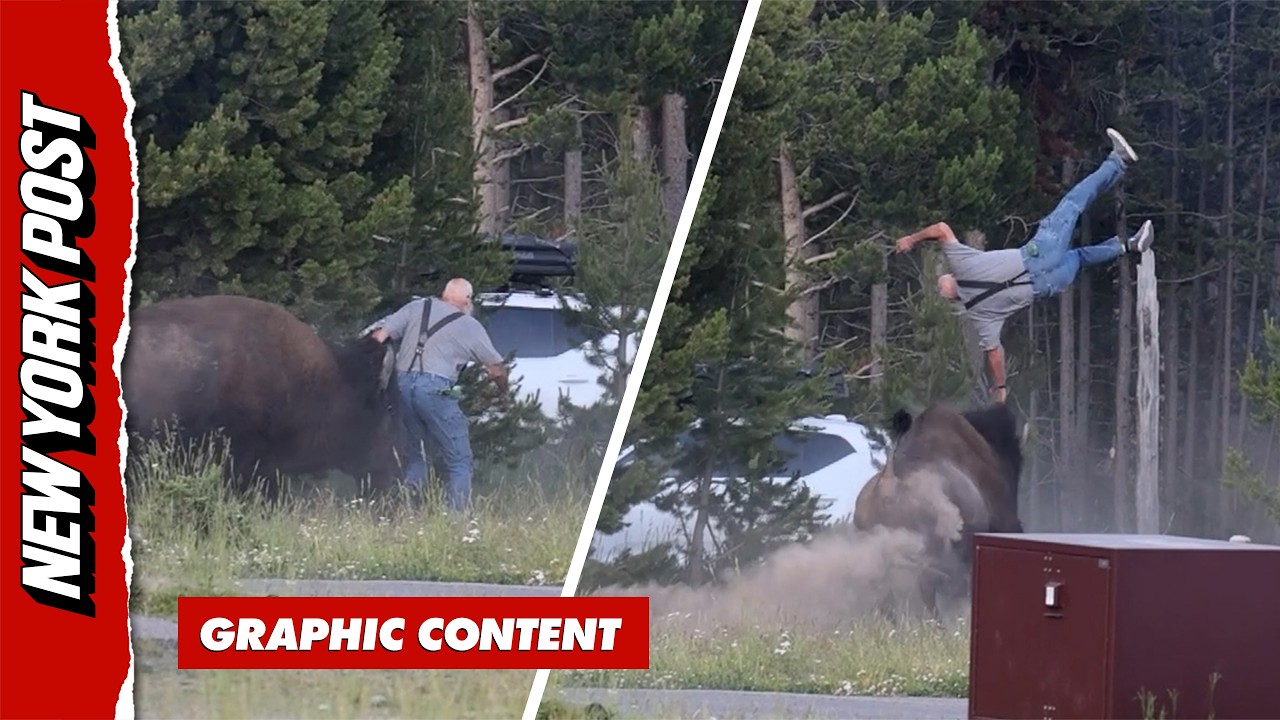 Bison Launches Yellowstone Tourist in Frightening Encounter