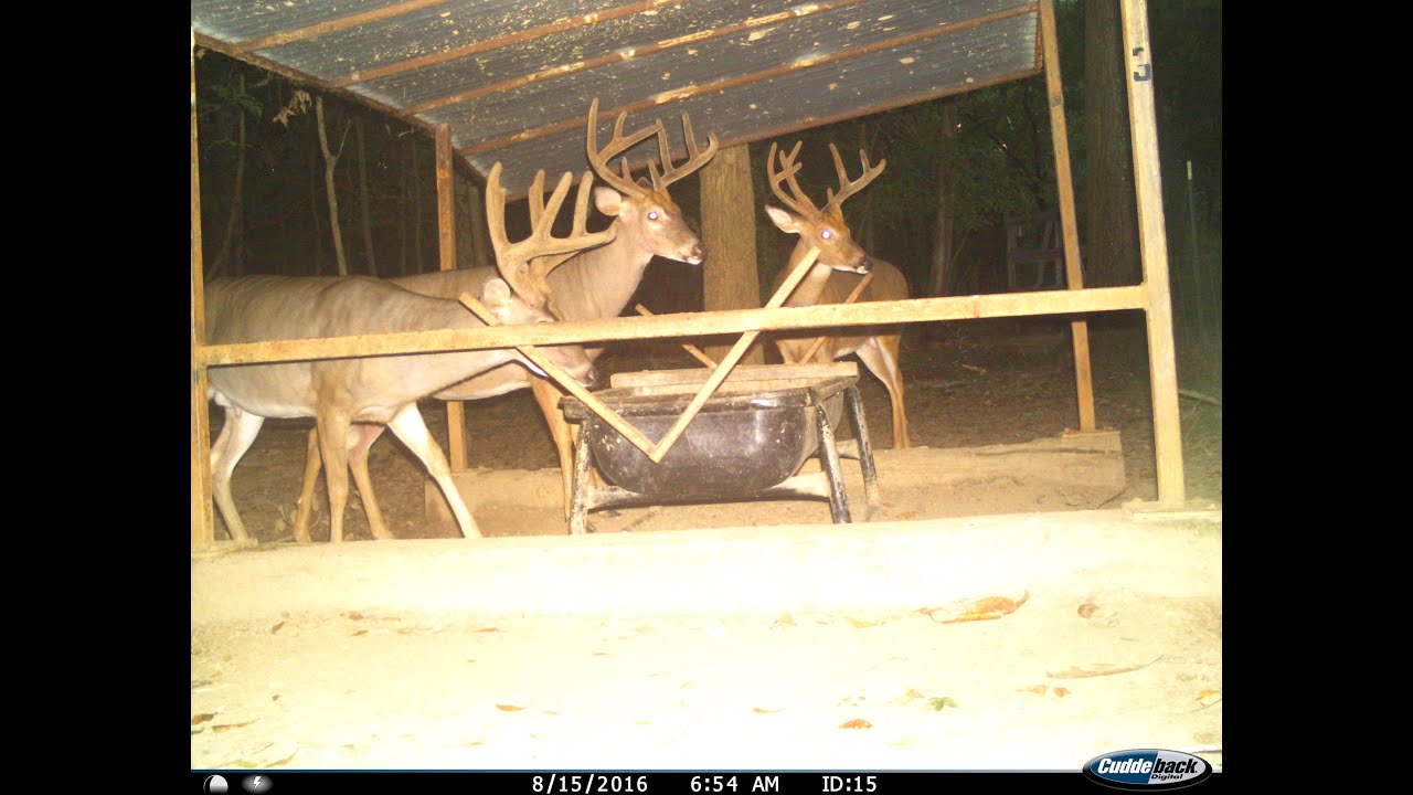 See how High Fawn Recruitment and High Natural Mortality can affect you Deer Harvests