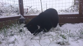 Cat Pucki Shows His Sister That Snow Is Not Dangerous