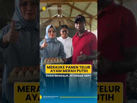 ID  Abaikan navigasi Telusuri    Login Merauke Panen Telur Ayam Merah Putih Cuan Mengalir, Peternak Hepi