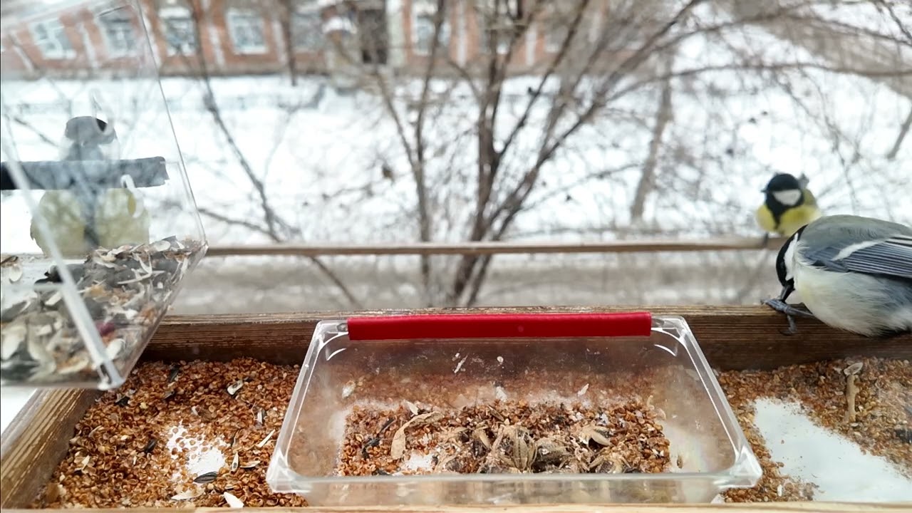 Синица на сверчках           