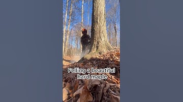 Logging hard maple 🪓 #logging #stihl #loggingvideos