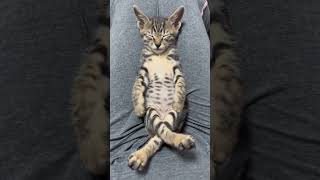 the cat sleeps #cat #shorts #catsleep