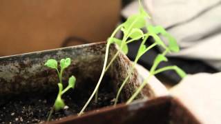 Sprout um lápis com potencial!