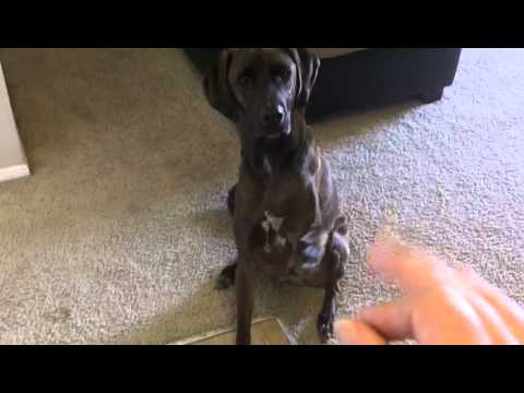 how to your to stand on hind legs how to teach your to stand on his hind legs food pedigree ingredients how to how to your to stand on hind legs how to teach your to stand on his hind legs food pedigree ingredients how to