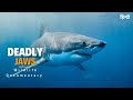 Deadly Jaws - हिन्दी डॉक्यूमेंट्री, Wild Africa | Wildlife documentary in Hindi