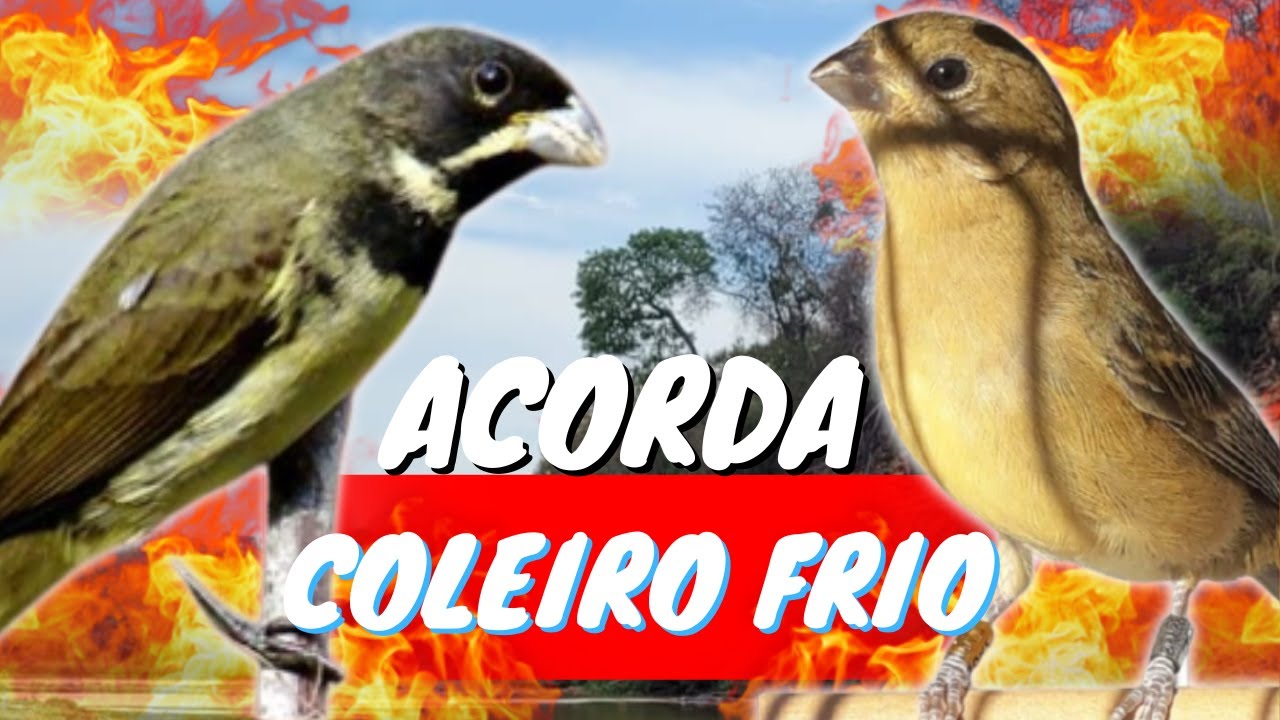 CANTO DO COLEIRO TUÍ TUÍ PRERFEITO COM FÊMEA CHAMANDO PARA ESQUENTAR COLEIRO TUÍ TUÍ