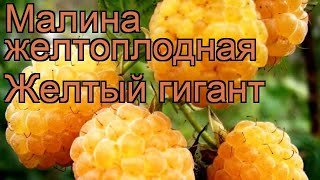 Малина желтоплодная Желтый гигант (zheltyi gigant) 🌿 обзор: как сажать, саженцы малины Желтый гигант