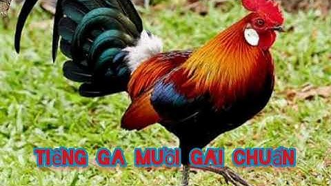 Tiếng gà gãi dùng làm bẫy chuẩn. suab qaib cuab qua zoo