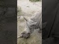 The rhinos