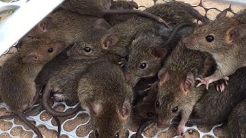 Bán Chuột Bẫy Rắn Chuột Thịt Các Loại Tại TPHCM Đồng Nai Bình Dương