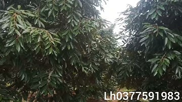 CẦN BÁN  2,5 HA VƯỜN SÂU RIÊNG ĐONG ĐẶC TẠI ĐĂK RLAP ĐĂK NÔNG LH0377591983