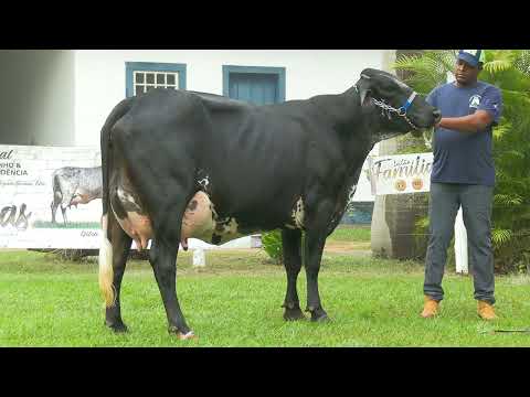 LOTE 27 • 10º LEILÃO FAMÍLIAS • GIROLANDO E GIR LEITEIRO • 1695
