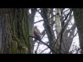 buzzard in the wild, канюк в дикой природе