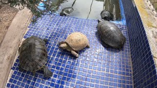 ¿Que pasa si juntamos una tortuga de tierra con tortugas de agua?🐢😨🐢