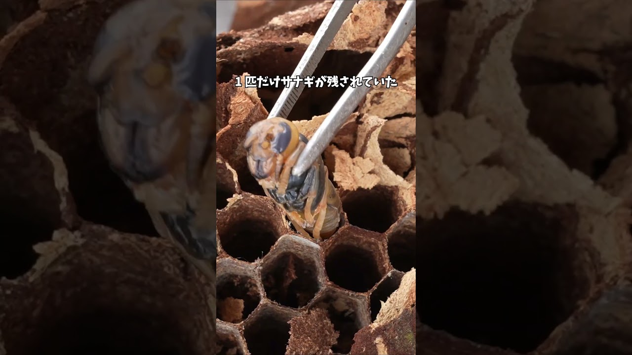 スズメバチの巣を壊した犯人は… #スズメバチ #寄生虫 #ヒヨコ