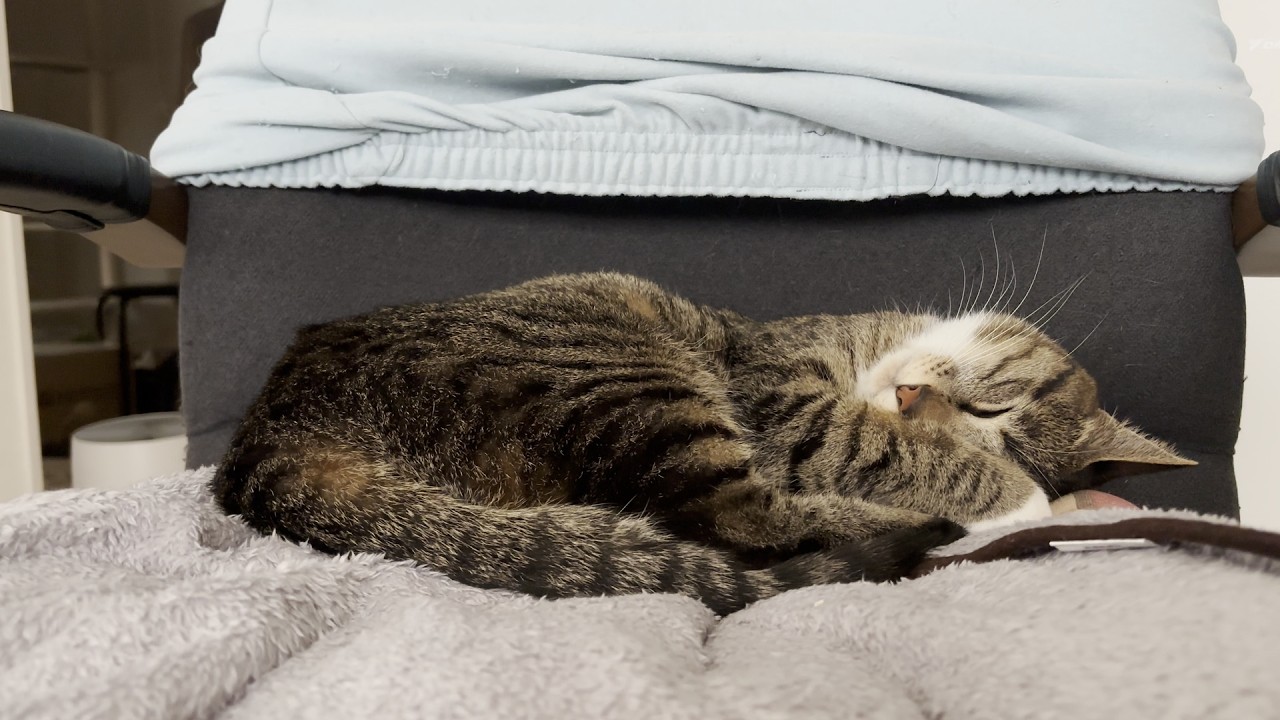 タビちゃんのお気に入り#cat #キジシロ #靴下猫 #猫 #ねこ 