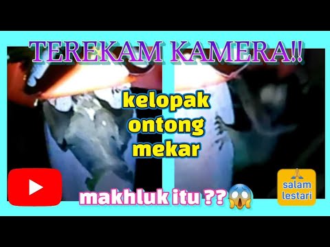 Kelopak Jantung Pisang In English