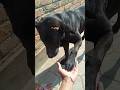 Cute Dog Handshake Moment 🐾 | Pure Friendship Vibes