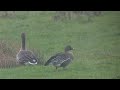 Tundra Bean Goose Carlton Marshes SWT 8 February 2026