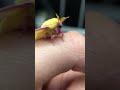 Meet my pink moth tiktok doctorbugz