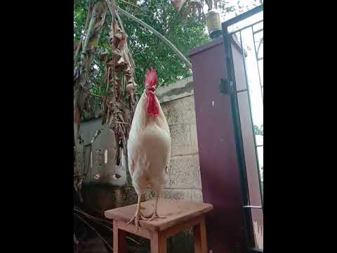kokarako  -