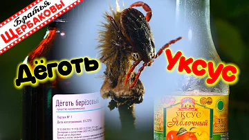 Клещи боятся ДЁГТЯ и УКСУСА? Давайте проверим! Тест на выживание (Братья Щербаковы)