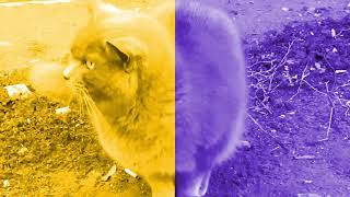 Два котика, два мира 🐈🔥 Two cats, two worlds 💯🕊🐱 by Cat Manya and friends 362 views 3 years ago 20 seconds