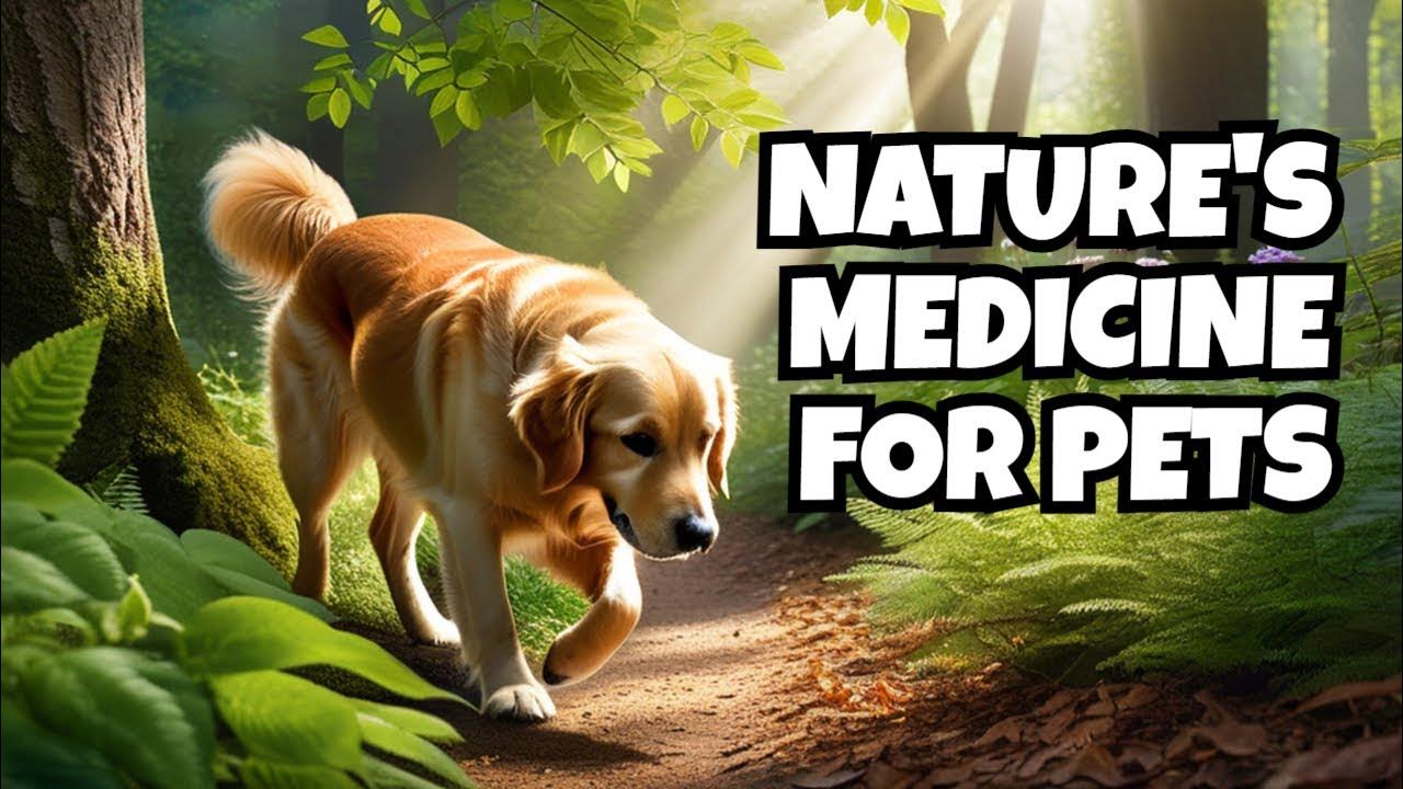 Alternative Pet Herbal Medicine YouTube alternative-pet-herbal-medicine-youtube
