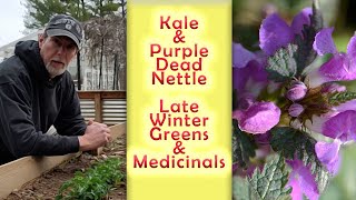 Kale and  Purple Dead Nettle | Winter Crops and Medicinal Weeds