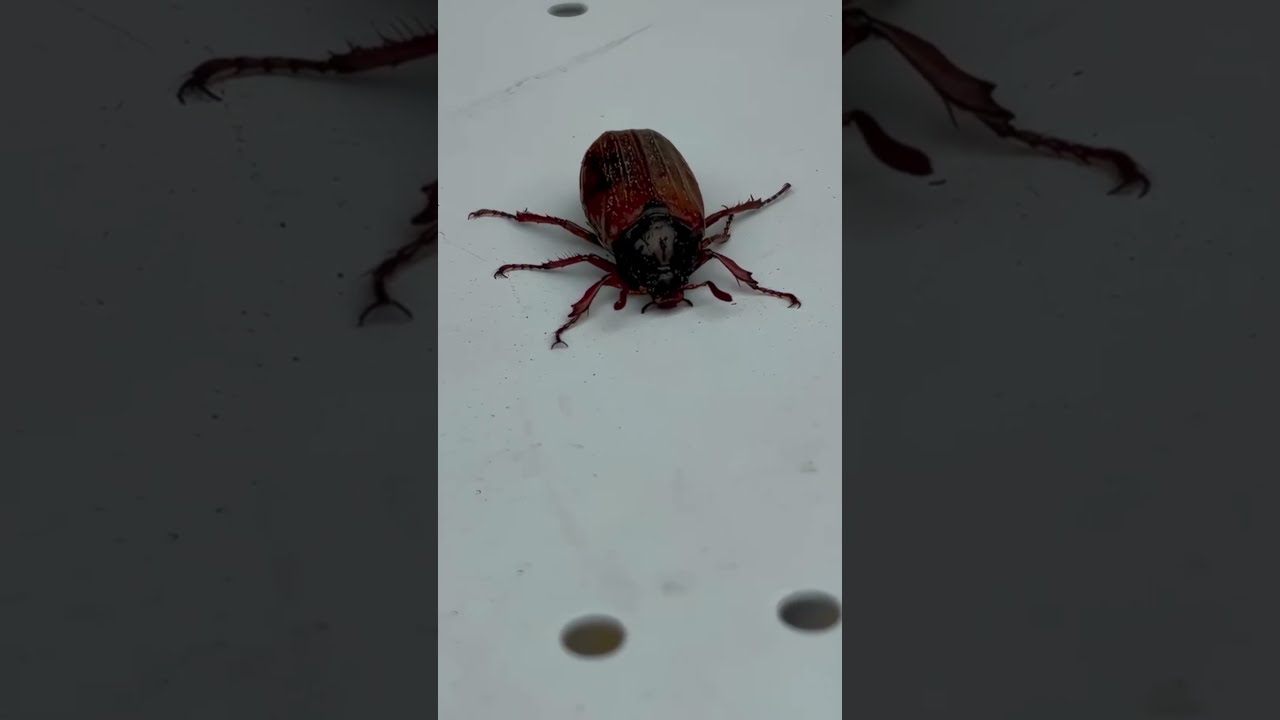 Encounter with a May Bug in Bavaria, Germany! 🐞 