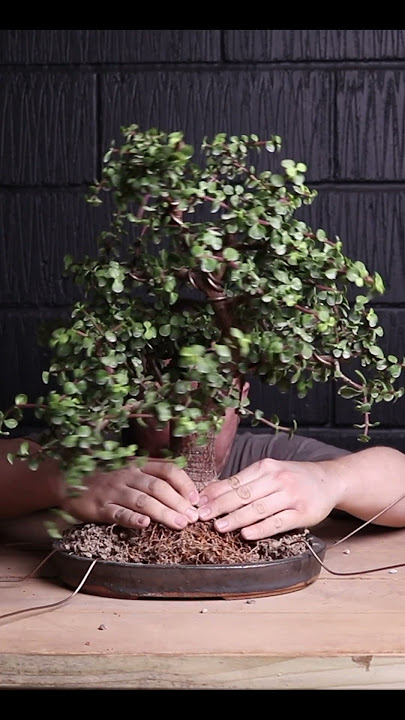 Why I tie bonsai into the pot with wire