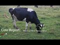 Cow Report #6