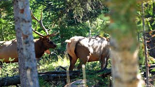 Huge Bull Elk Courting and Bugling in the Forest During Rut