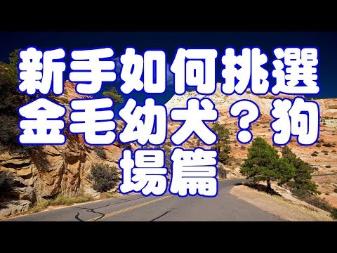 新手如何挑選金毛幼犬？狗場篇