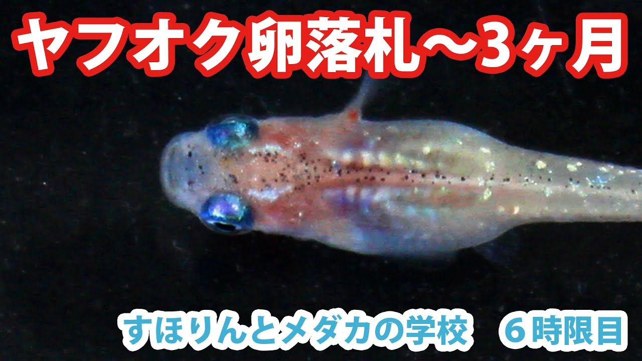 屋外エアポンプ 改 と経過報告 めだか Youtube