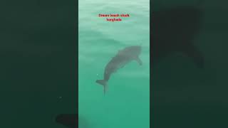 hurghada shark dream beach سمكة قرش دريم بيتش الغردقه