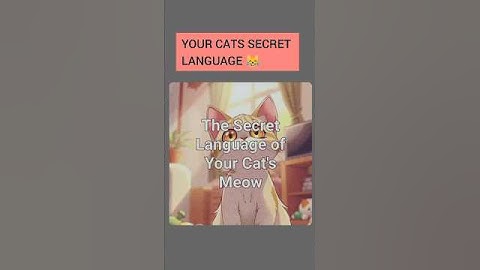 Your Cat’s Secret Language 😹 | What They’re Really Telling You