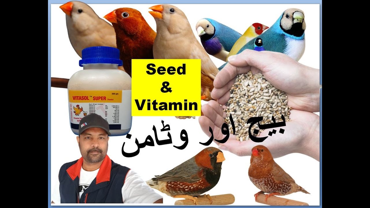 Birds Seed Mix and Vitamins for good breeding results pet business