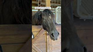 Our horse Queen is the “Queen” of ear pinning! #americandreamfarm #earpinning