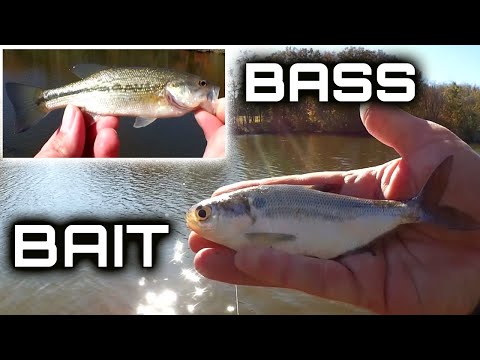 Gulp Minnow vs Gulp Larva, Fishing Score From Academy Sports