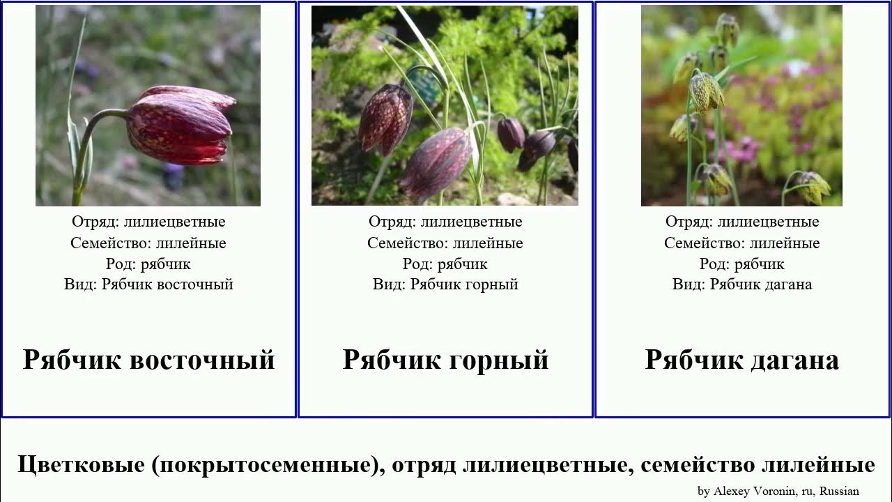 Декоративные лилейные растения. Лилейные лекарственные растения. Семейство однодольных растений лилейные. Лилия саранка семейство. Царство лилейные.