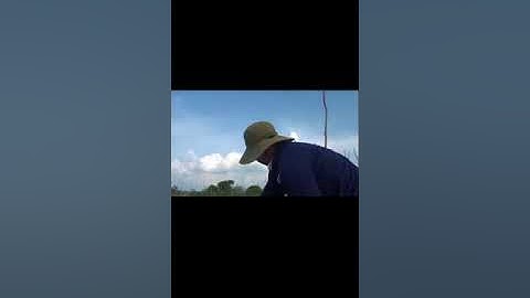 Mùa nước tới rồi nhớ quê hương đông tháp mùa cá linh