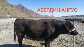 БАЗАР БААСЫ / абердин ангус пародасындагы букалар / кунажындар / торпоктор  Чон алай жергеси /